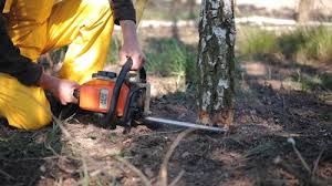 Best Tree Health Inspection  in Grayson, GA