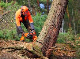 Best Commercial Tree Services  in Grayson, GA