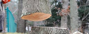 Best Tree Removal  in Grayson, GA