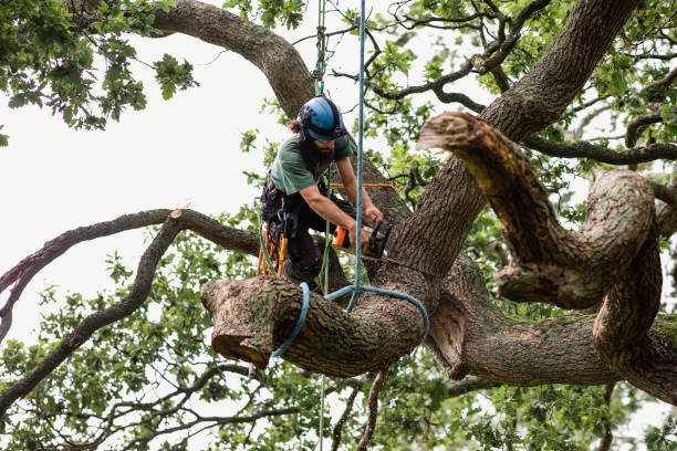 Best Root Management and Removal  in Grayson, GA