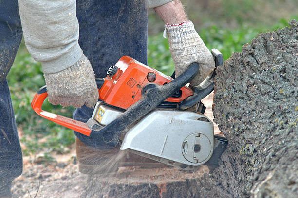 Best Pest Control for Lawns  in Grayson, GA