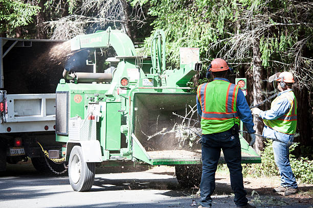 How Our Tree Care Process Works  in  Grayson, GA
