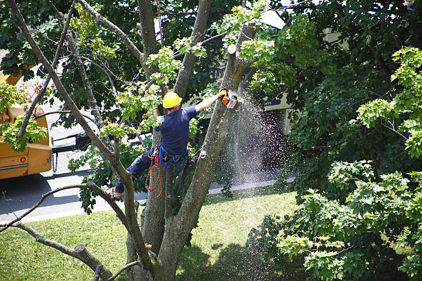 Professional Tree Care in Grayson, GA