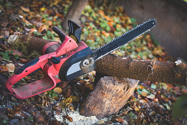 Best Stump Grinding and Removal  in Grayson, GA