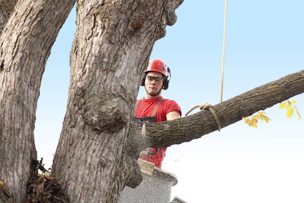 Best Palm Tree Trimming  in Grayson, GA