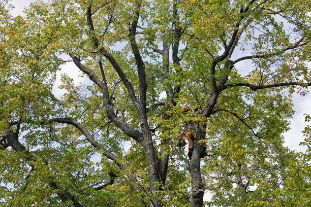 Best Tree Preservation Services  in Grayson, GA